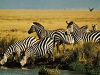 Plains zebras