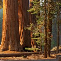 giant sequoia grove