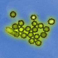 Influenza virus particles