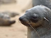 Fur seal in Namibia