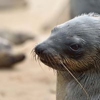 Fur seal in Namibia