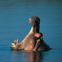 Aggressive display by a hippo