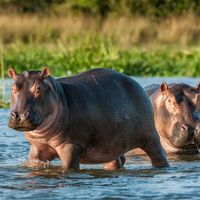 hippopotamus