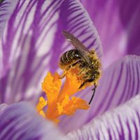 honeybee pollination