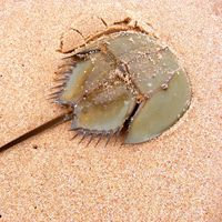 Horseshoe crab (Limulus polyphemus)
