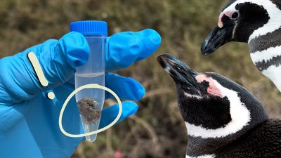 Gloved hand holds a vial with penguin feces; two Magellanic penguins look on from the right, with emphasis marks on the sample.