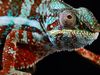 How chameleons change color—and why