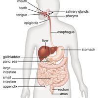 Human digestive system