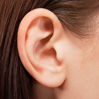 ear