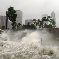 Large waves crash against the shore. Palm trees at the shoreline are being blown by strong winds.