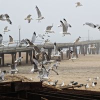 gulls flocking in the wake of Hurricane Sandy