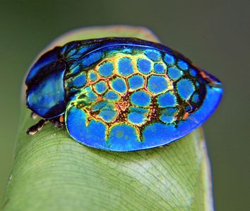 Imperial tortoise beetle (Stolas imperialis)
