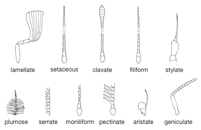 insect antennae