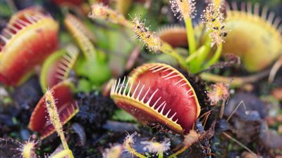Venus flytraps