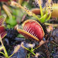 Venus flytraps