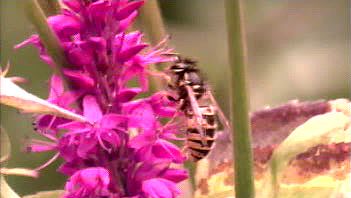 Learn how the foxglove flower has coevolved with the bumblebee to increase pollination efficacy