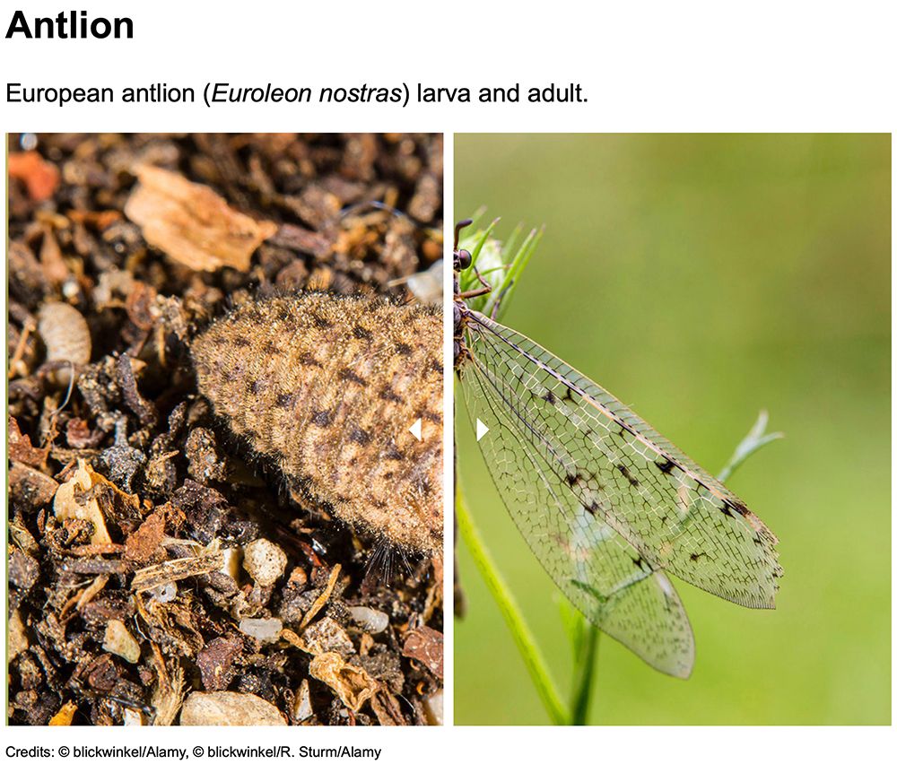 Antlion larva and adult