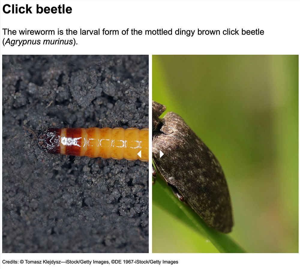 Click beetle larva and adult