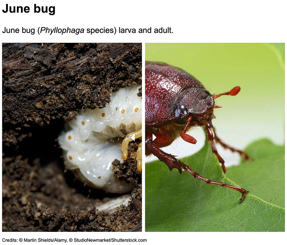 June bug grub and adult