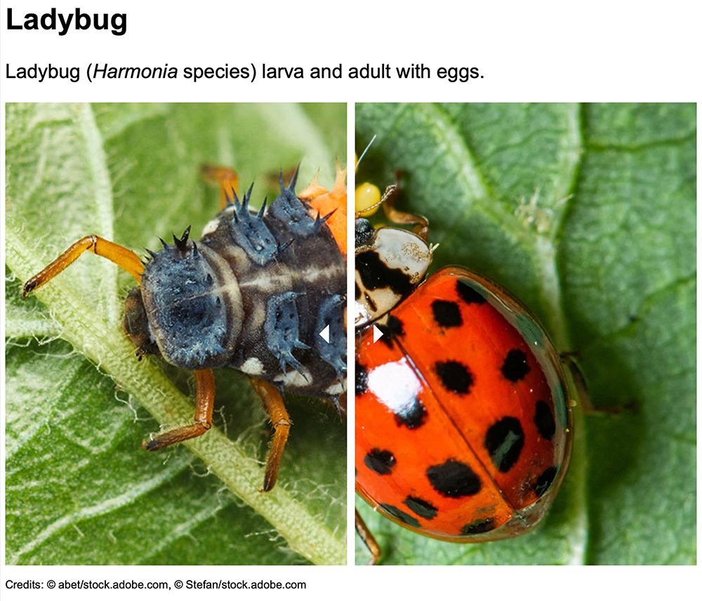 Ladybug larva and adult
