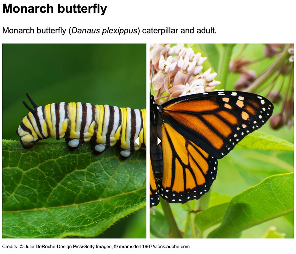 Monarch caterpillar and butterfly