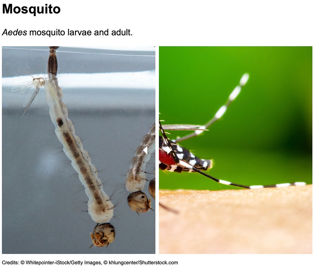 Mosquito larva and adult