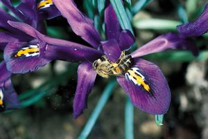 Prolific pollinators