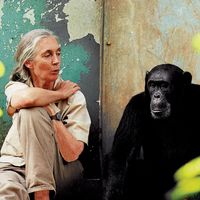 Jane Goodall