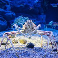 Japanese spider crab