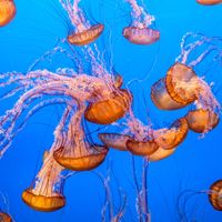 Jellyfish