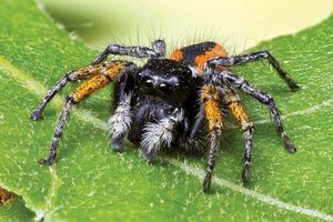 jumping spider