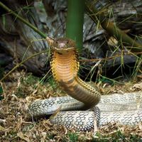 king cobra