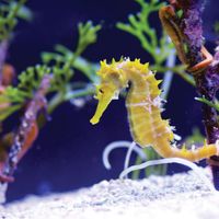 seahorse