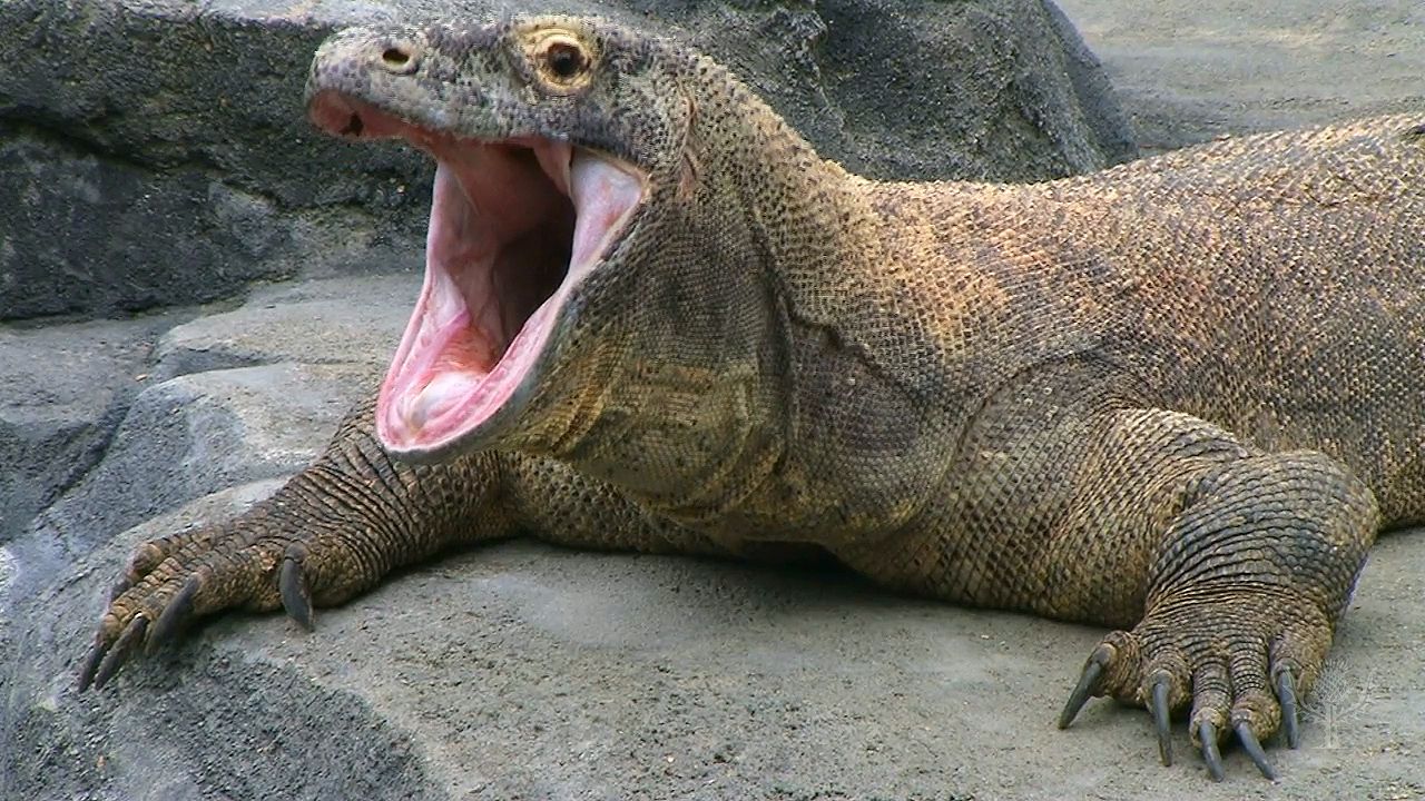 The world's largest lizard: The Komodo dragon