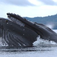 Humpback whale