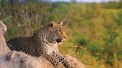 Leopard (Panthera pardus)