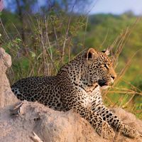 Leopard (Panthera pardus)