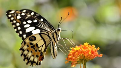 Lime butterfly (Papilio demoleus)