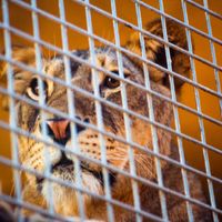 Caged lion (Panthera leo)