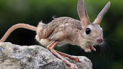 The Long-eared Jerboa (Euchoreutes naso) ready to jump. (desert rodent, mammal, animal)