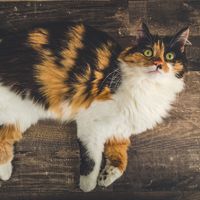 Calico cat