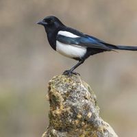 magpie
