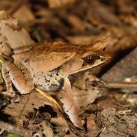 leaf frog