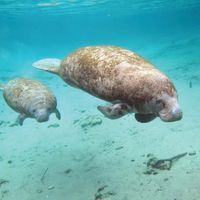 manatee