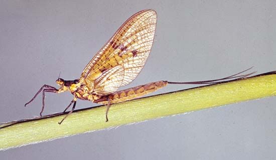 Green drake mayfly