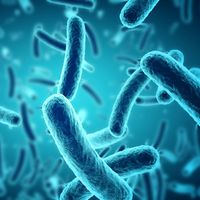 Bacteria