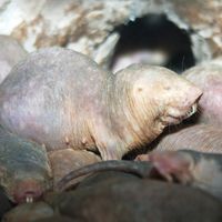 Naked mole rats