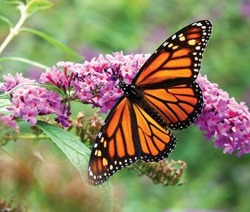 Monarch butterfly on Butterfly Bush (nectar, pollen, insect)