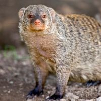 banded mongoose (Mungos mungo)