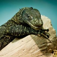 Crocodile monitor (Varanus salvadorii)